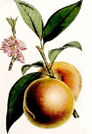 Peach Plant